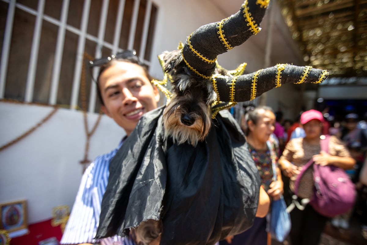 Mascotas disfrazadas para agradecer milagros: feligreses rinden homenaje al santo protector de los animales