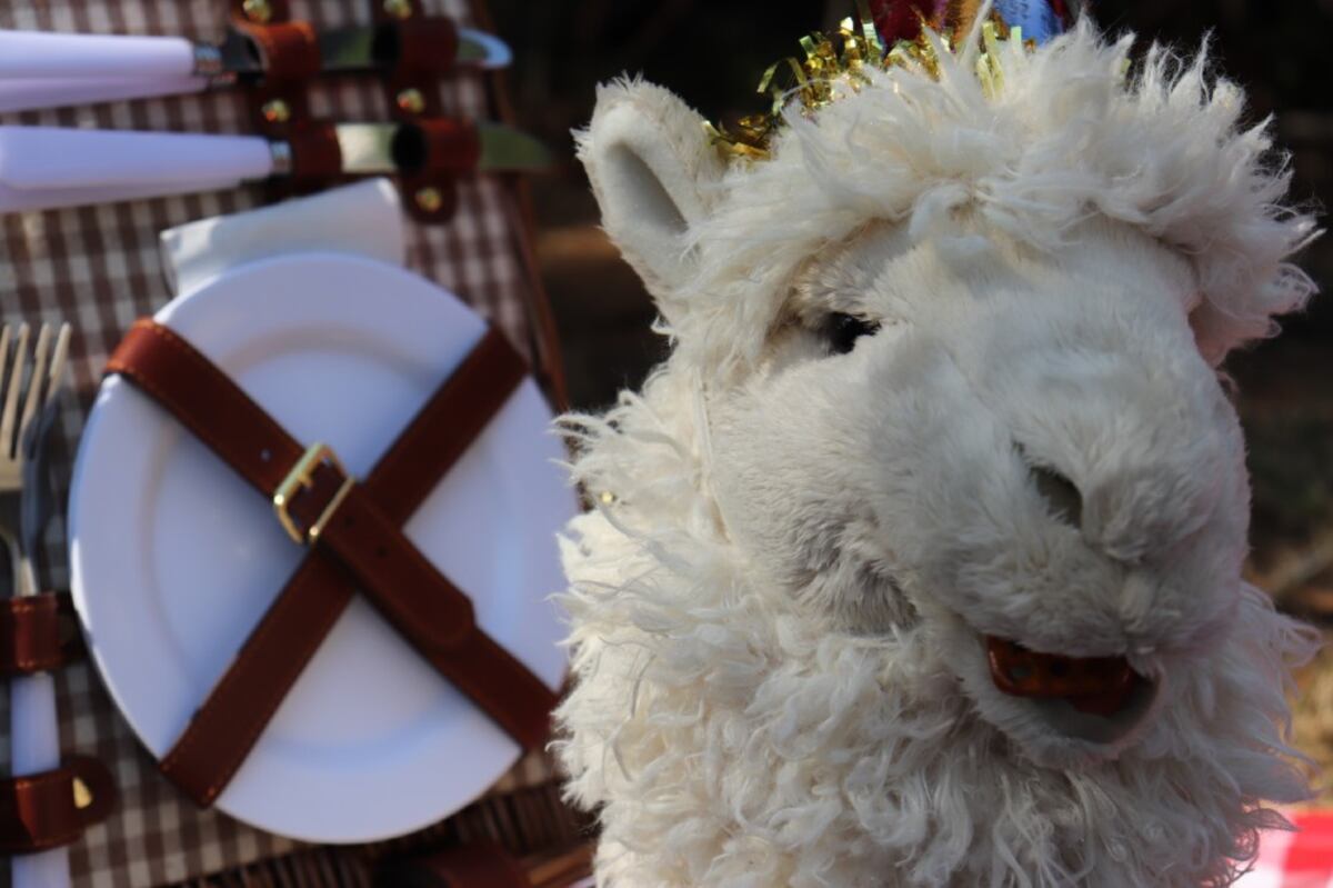 Melissa Graham y su Alpacachino