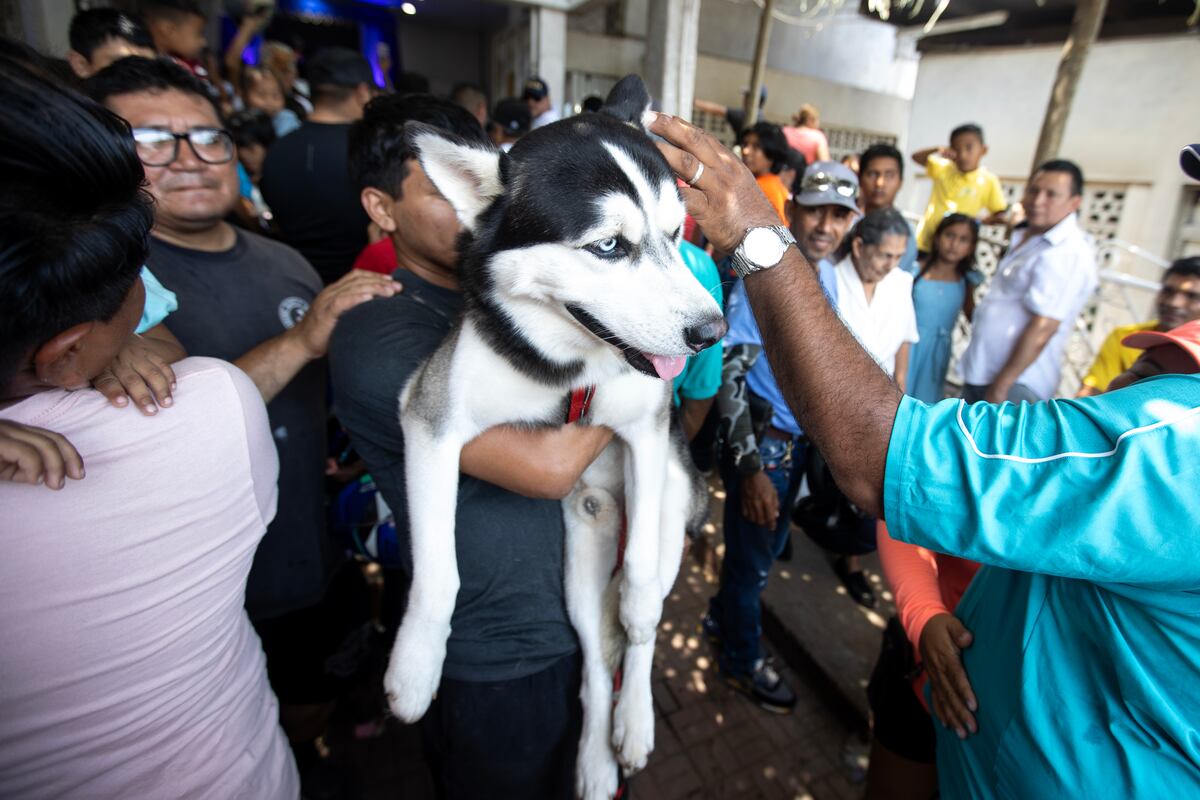 Mascotas disfrazadas para agradecer milagros: feligreses rinden homenaje al santo protector de los animales