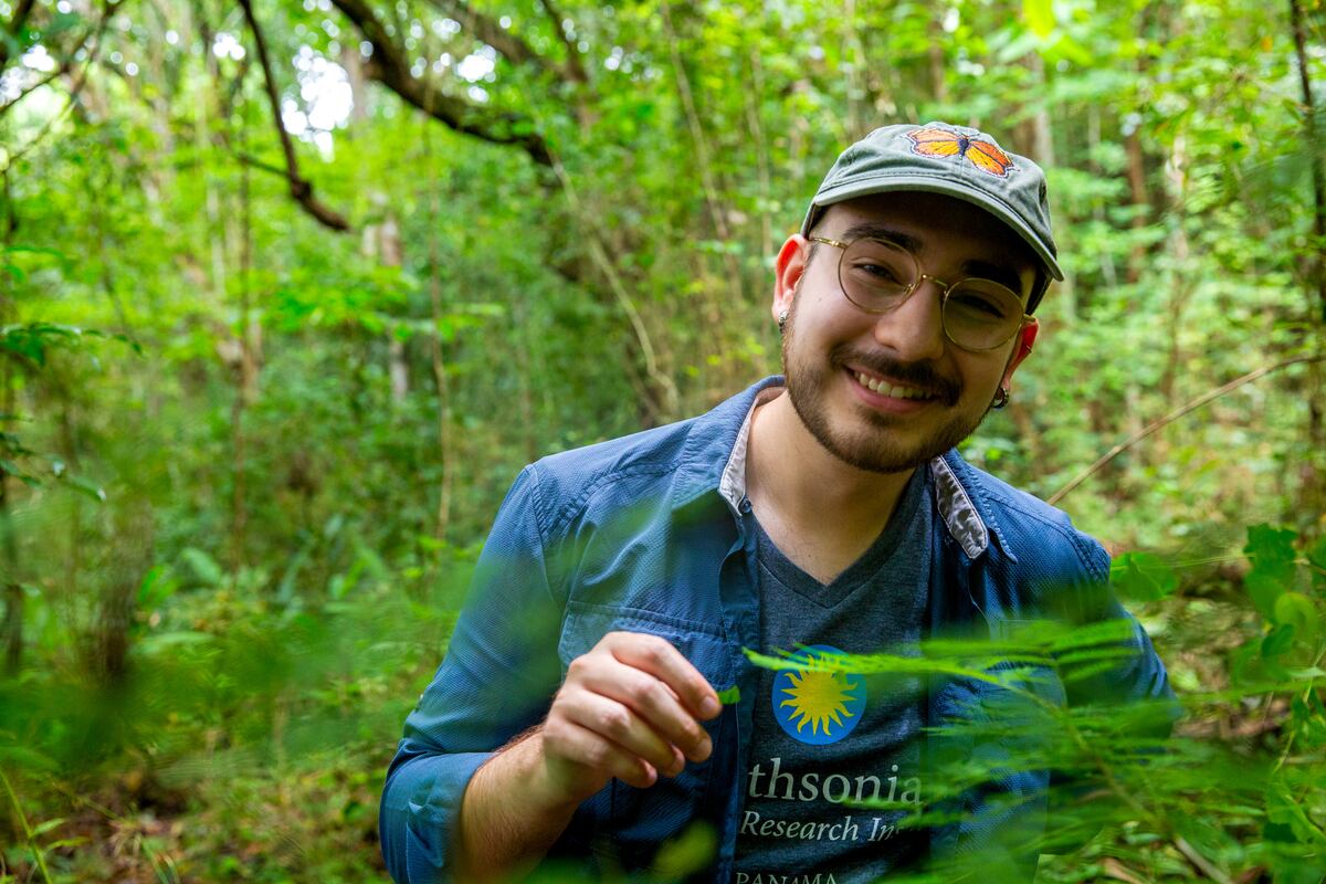 Mutualismo bajo presión: una nueva investigación en Panamá revela la capacidad de una planta para mantener felices a sus defensoras