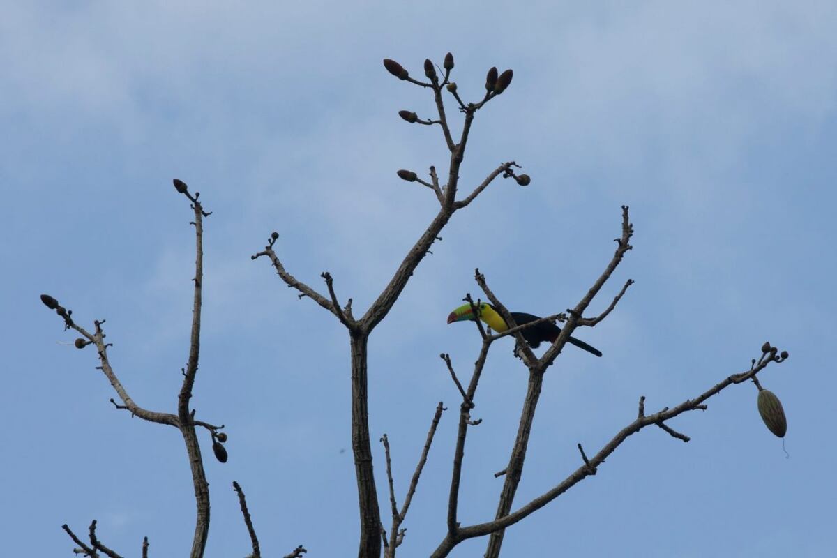 Gamboa desde el aire, recorriendo el bosque en teleférico y líneas de canopy