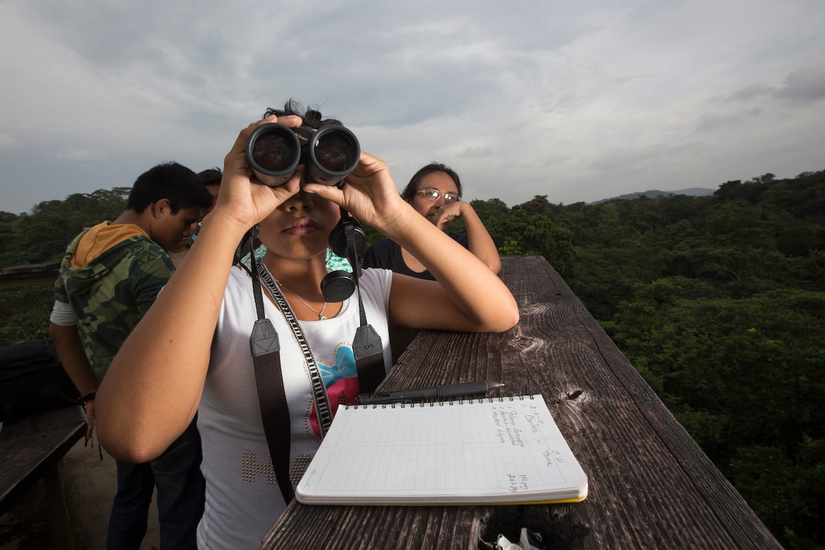 Panamá celebrará el Día Mundial de las Aves Migratorias: más de 175 especies visitan el país