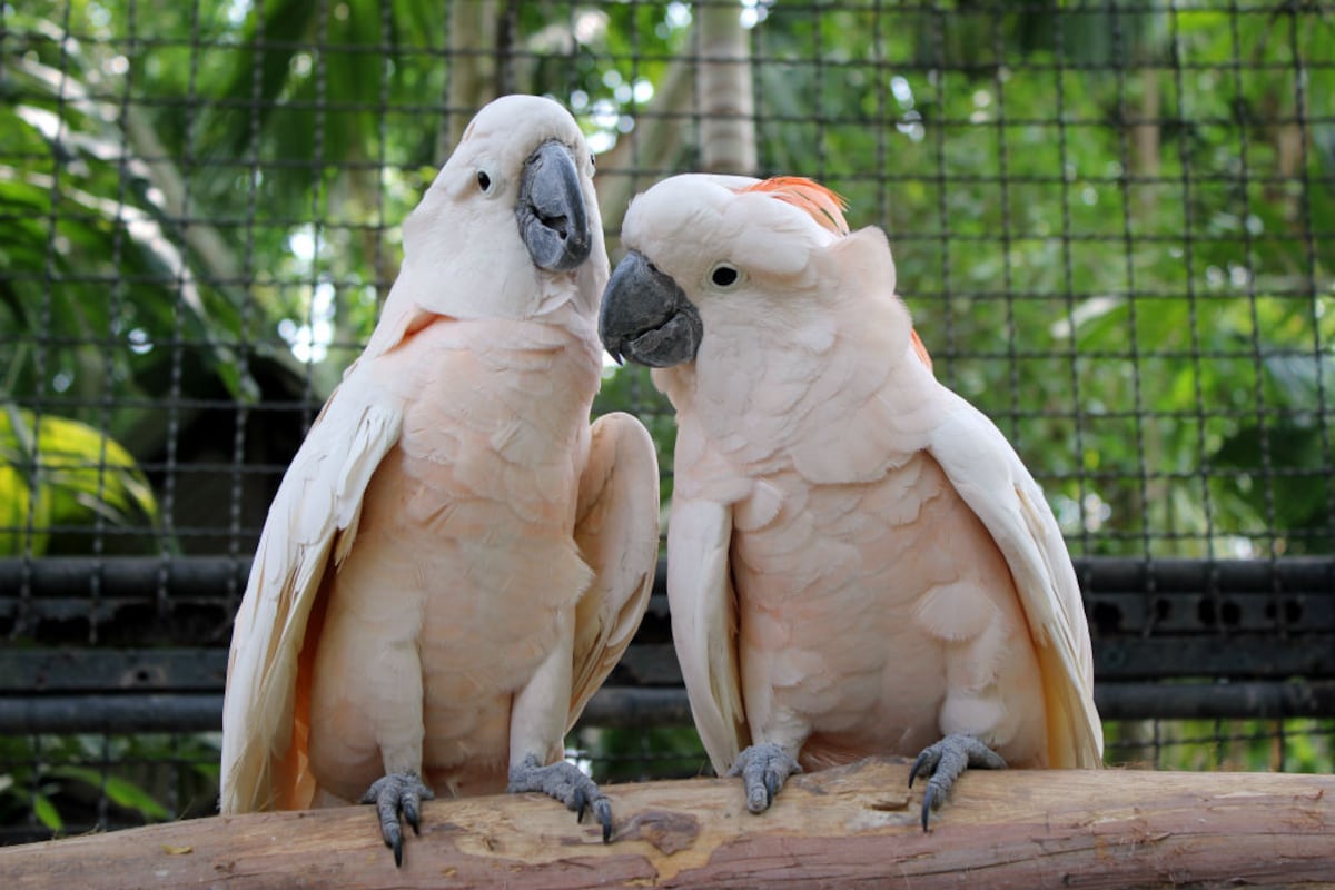Preguntas frecuentes sobre aves en cautiverio