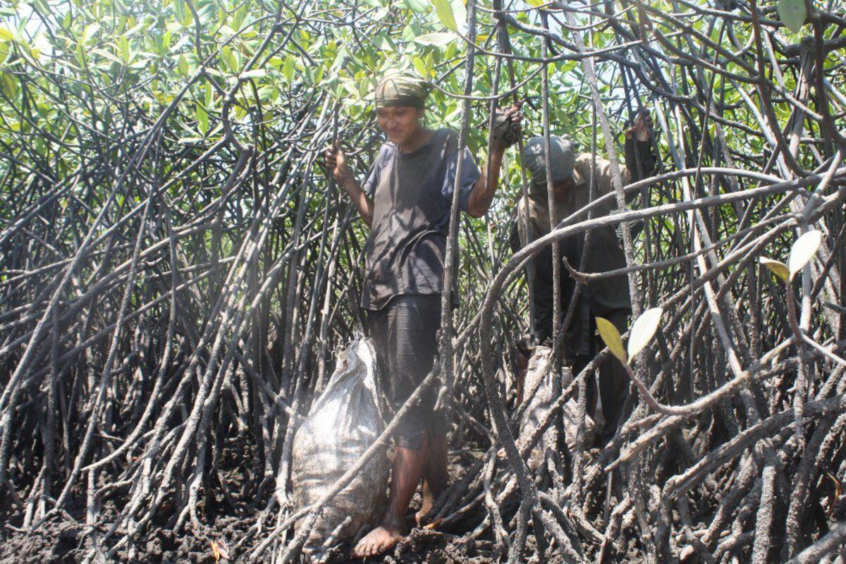 Mujeres y hombres en la pesca artesanal: Perspectiva de género en su actividad