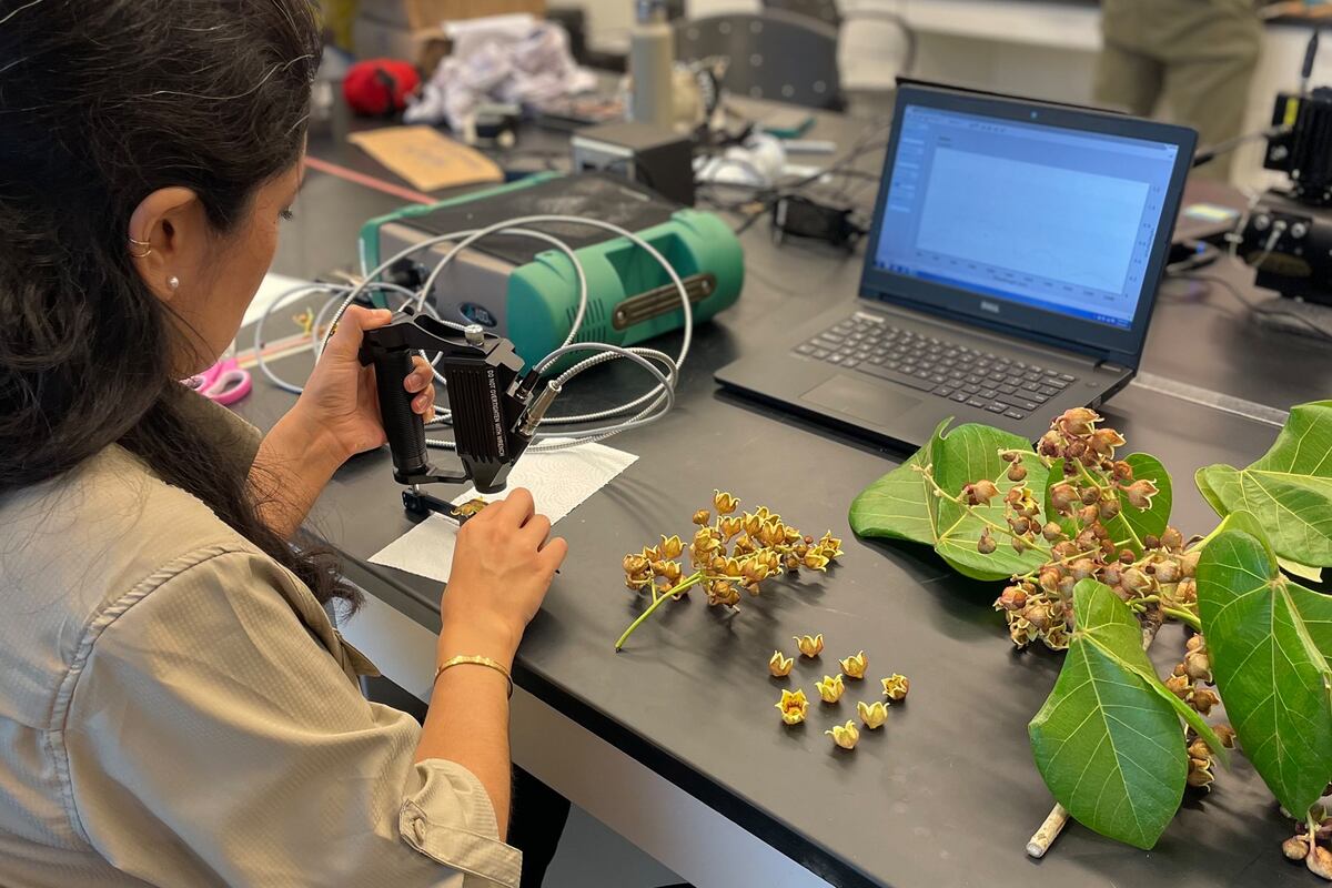 ¿Por qué la NASA está estudiando ecosistemas tropicales?