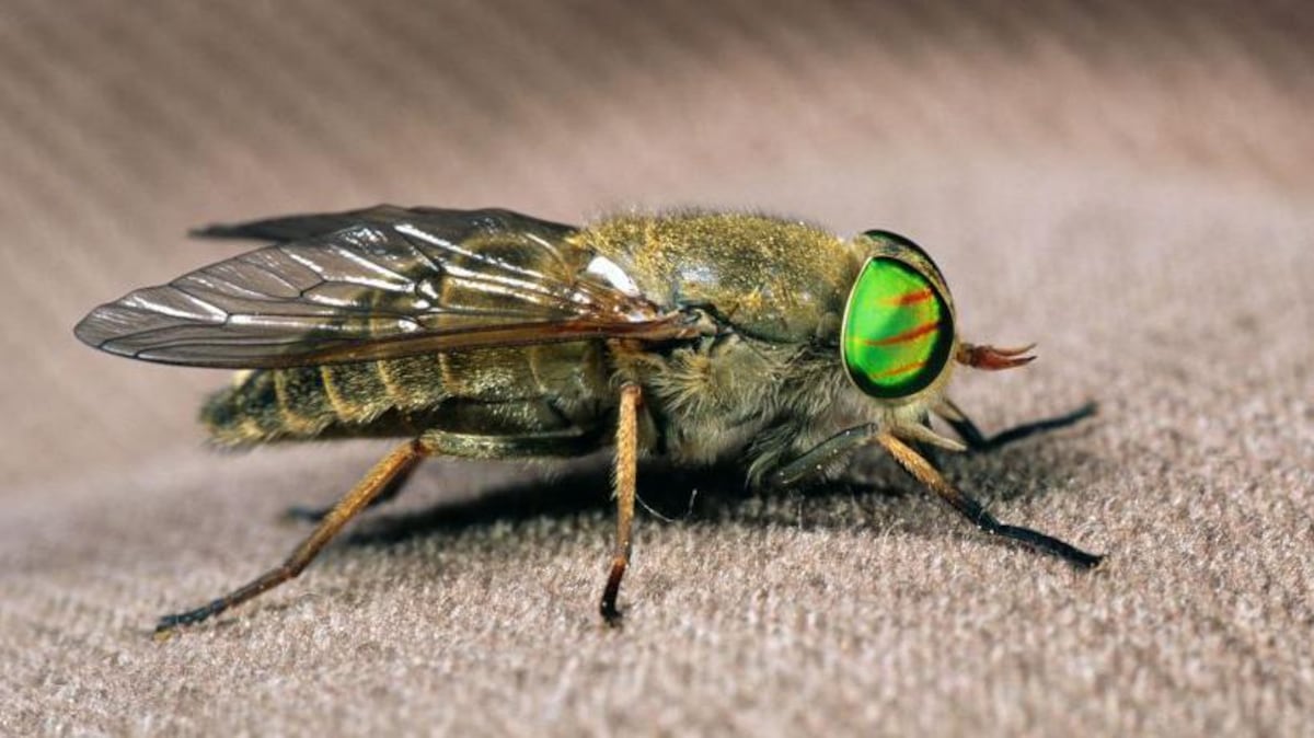 Por qué las cebras, los pandas y otros animales son blancos y negros