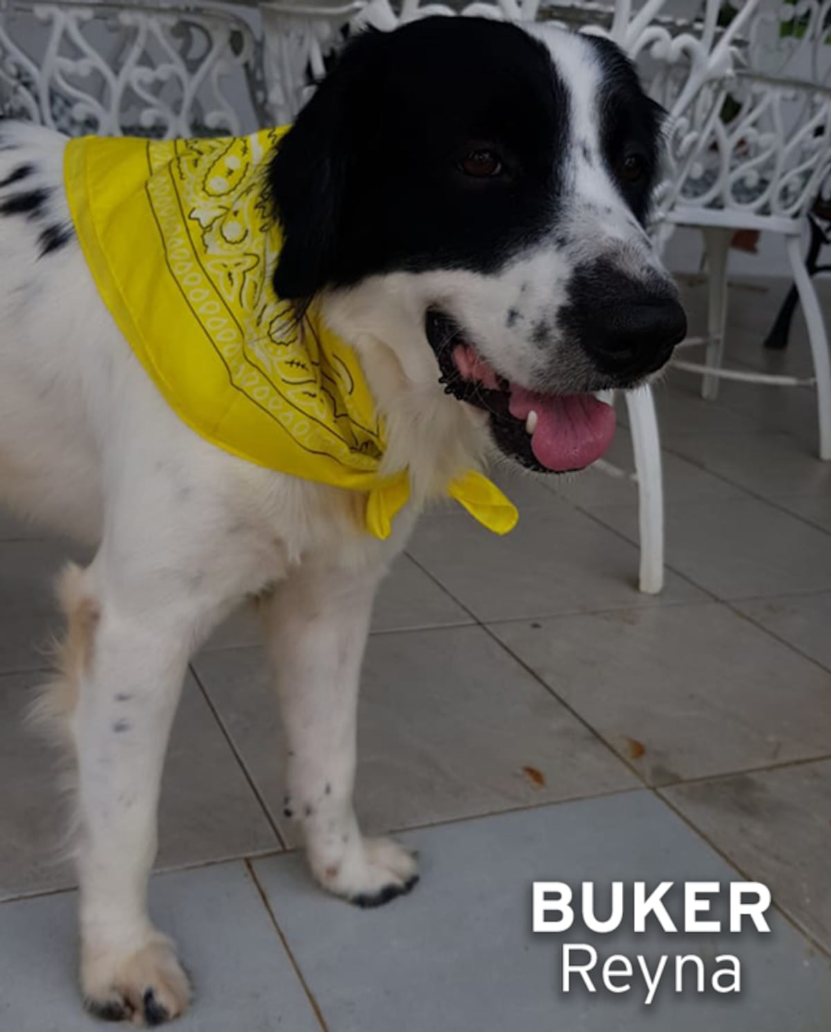 ‘Mis hijos perrunos’, ‘Mis niñas’, ‘Mi perrihija’, el Día Mundial del Perro en Panamá