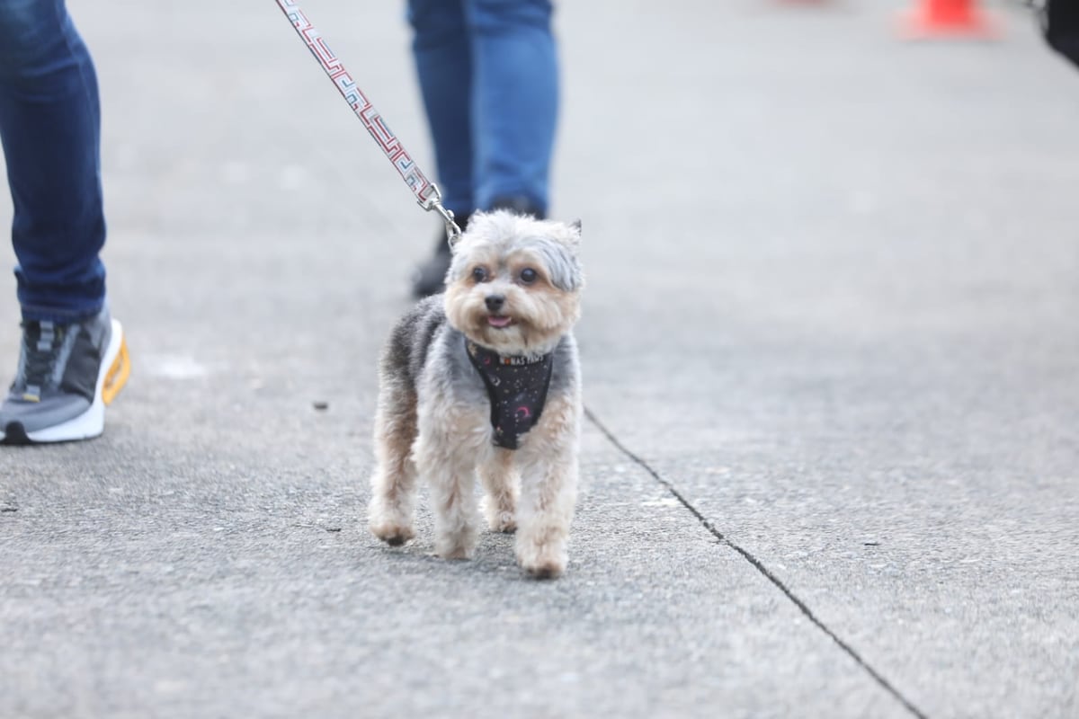Fotos de Bruno Martinelli en su paseo matutino