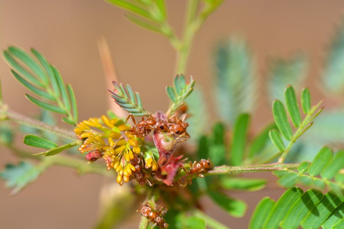 Mutualismo bajo presión: una nueva investigación en Panamá revela la capacidad de una planta para mantener felices a sus defensoras