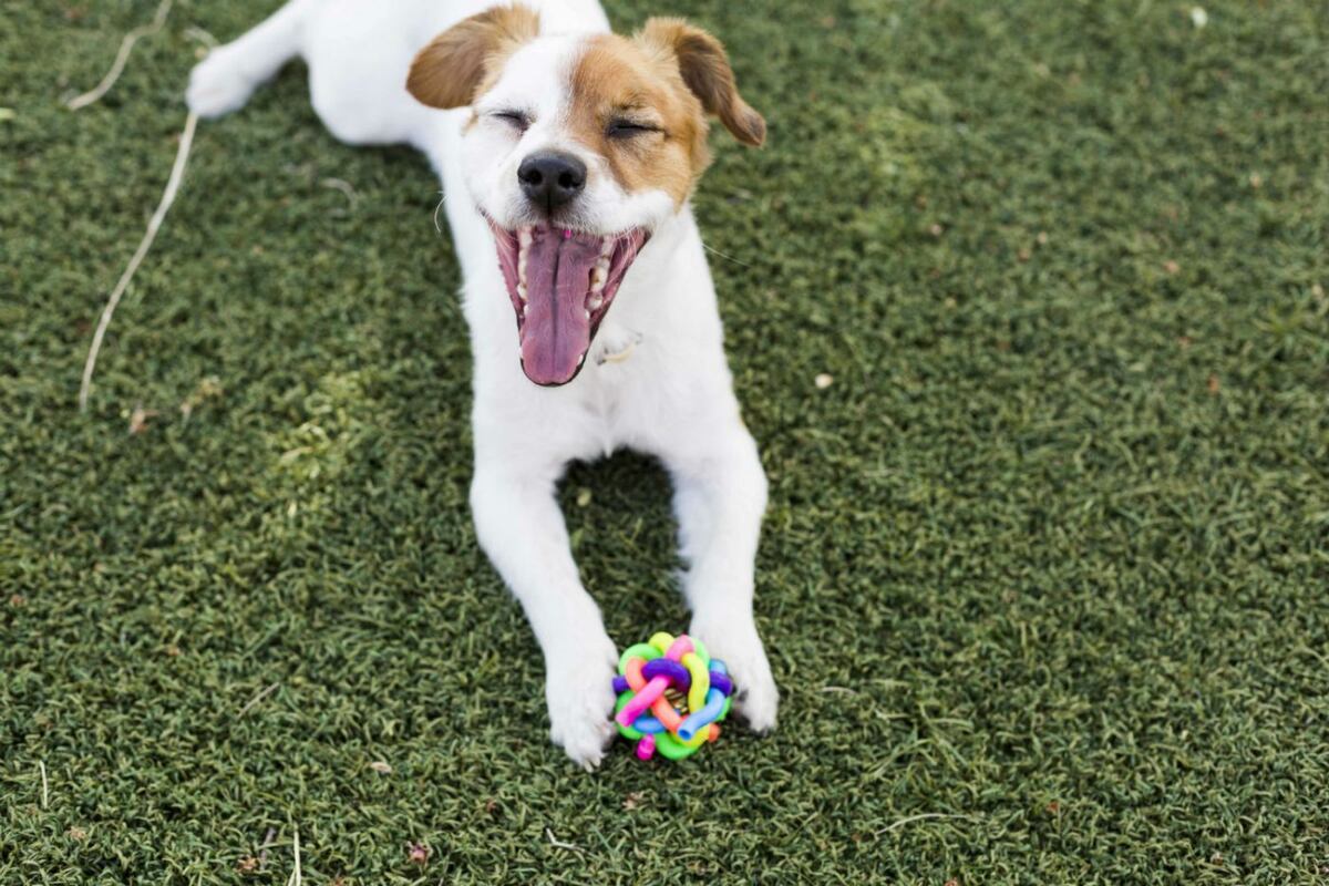 Accesorios útiles para perros y gatos