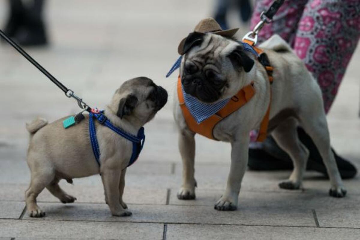 PugFest, la fiesta de los perros pugs en Inglaterra