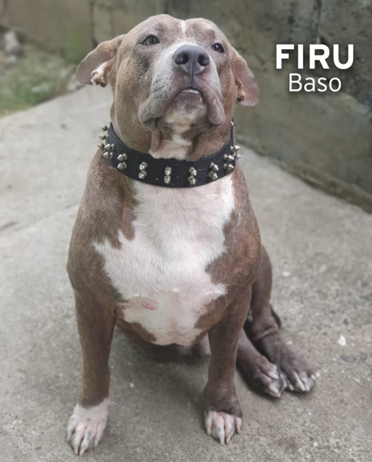 ‘Mis hijos perrunos’, ‘Mis niñas’, ‘Mi perrihija’, el Día Mundial del Perro en Panamá