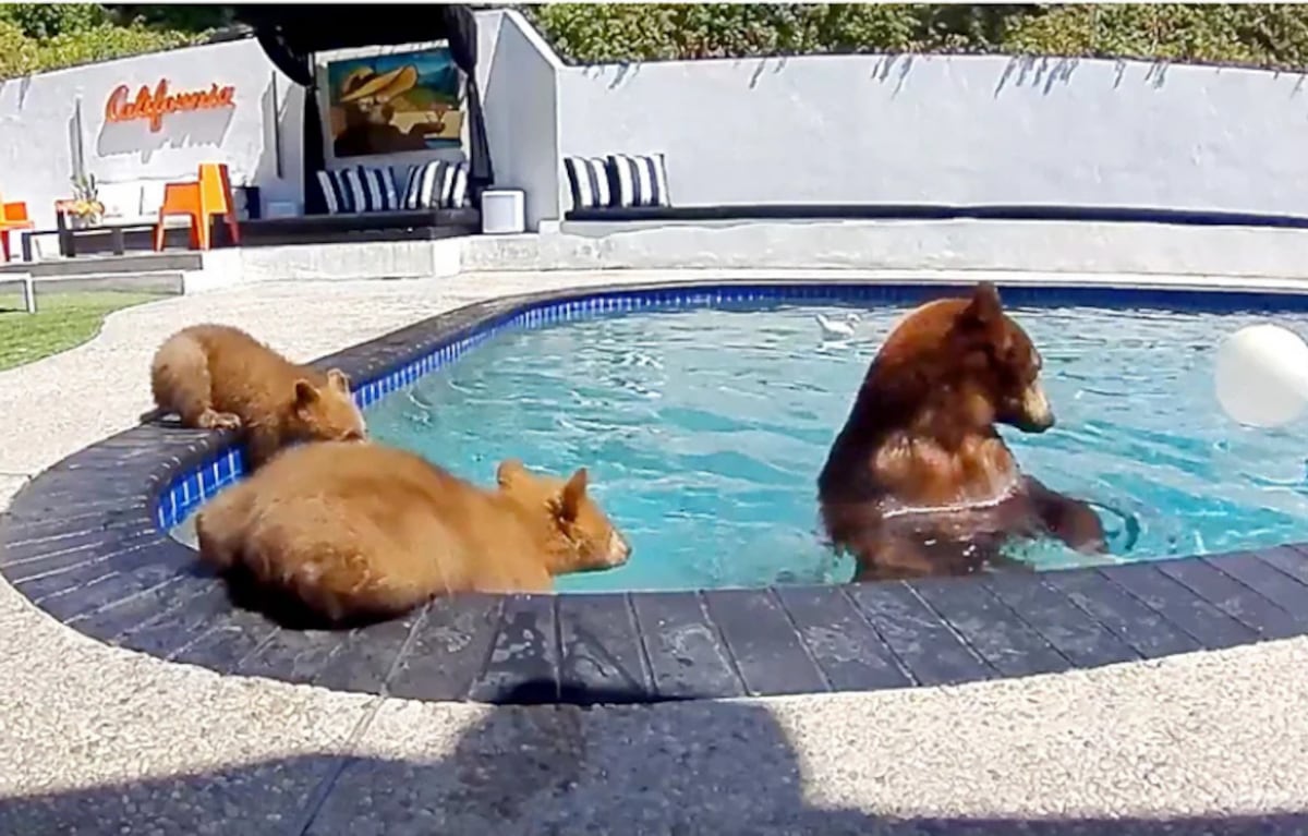 Compartimos casa con una familia de osos que se baña varios días a la semana en nuestra piscina