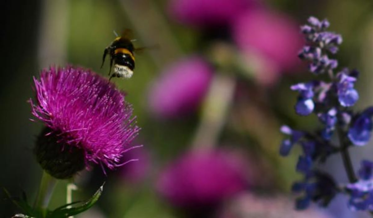 Festival de flores en Inglaterra