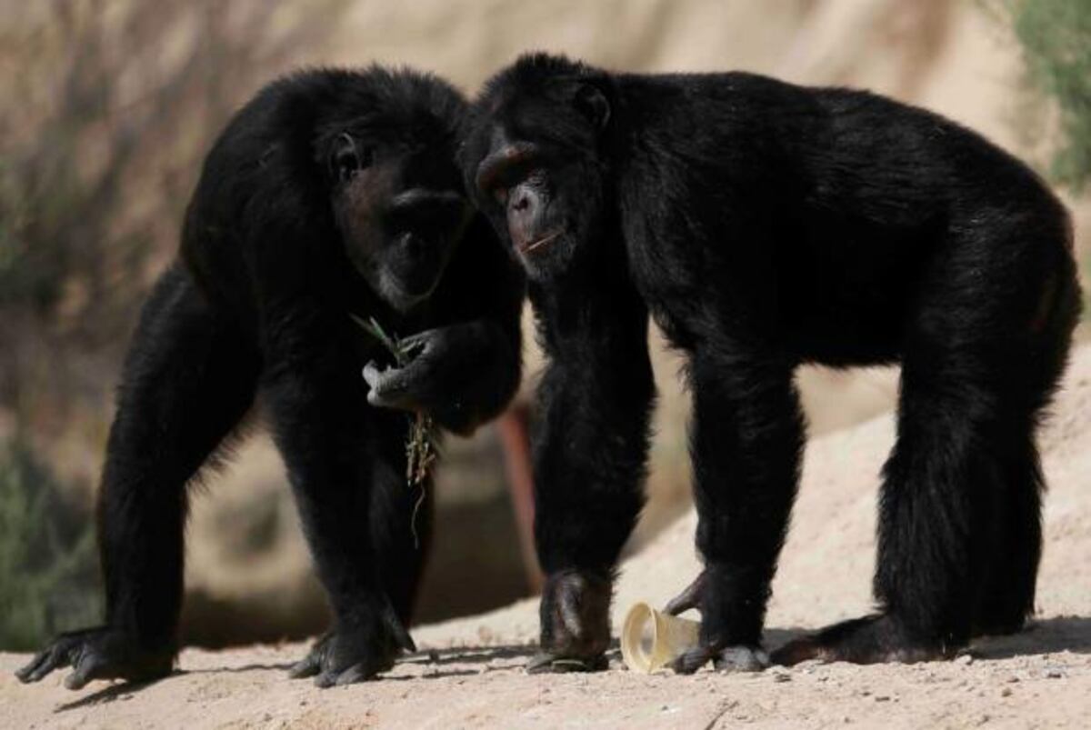 Paseo por el zoológico