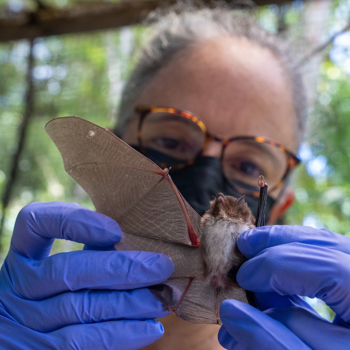 Murciélagos hambrientos: ¡Presten atención!