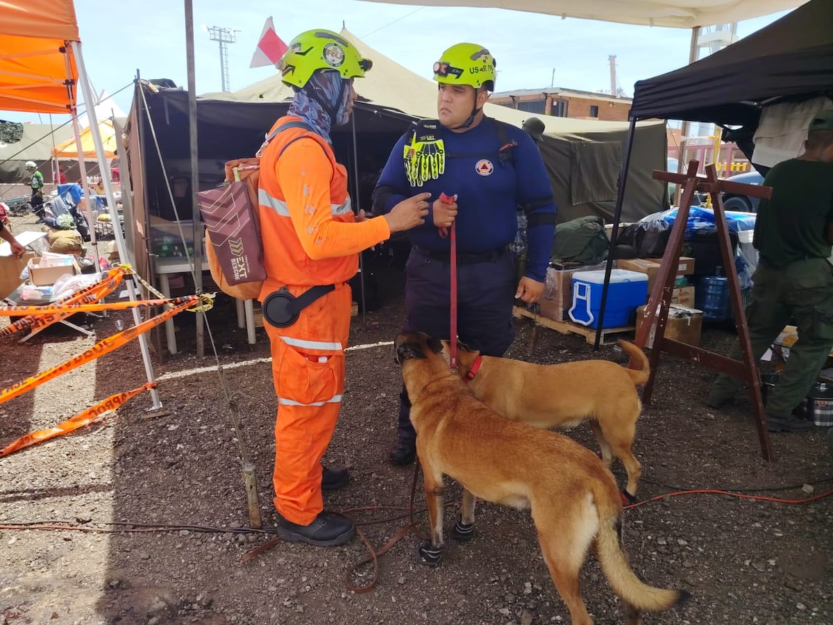 Arya, Rex, Baileys y Blade, los perros rescatistas panameños que han trabajado en la búsqueda de sobrevivientes en Venezuela