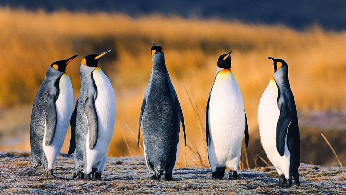 La maestra de preescolar que lo dejó todo y se convirtió en guardiana de 200 pingüinos rey en el sur de Chile