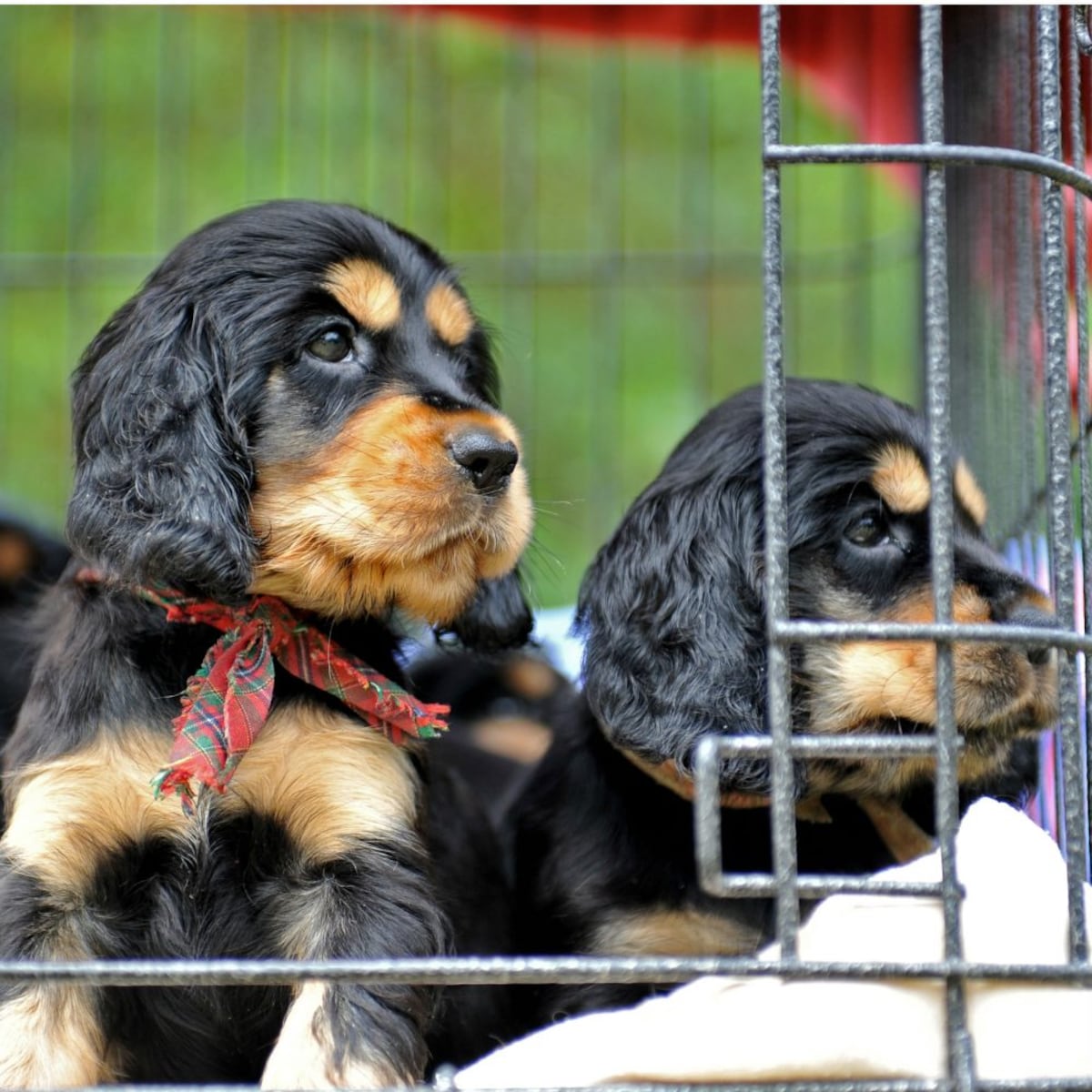 El verdadero significado de los perros enrazados