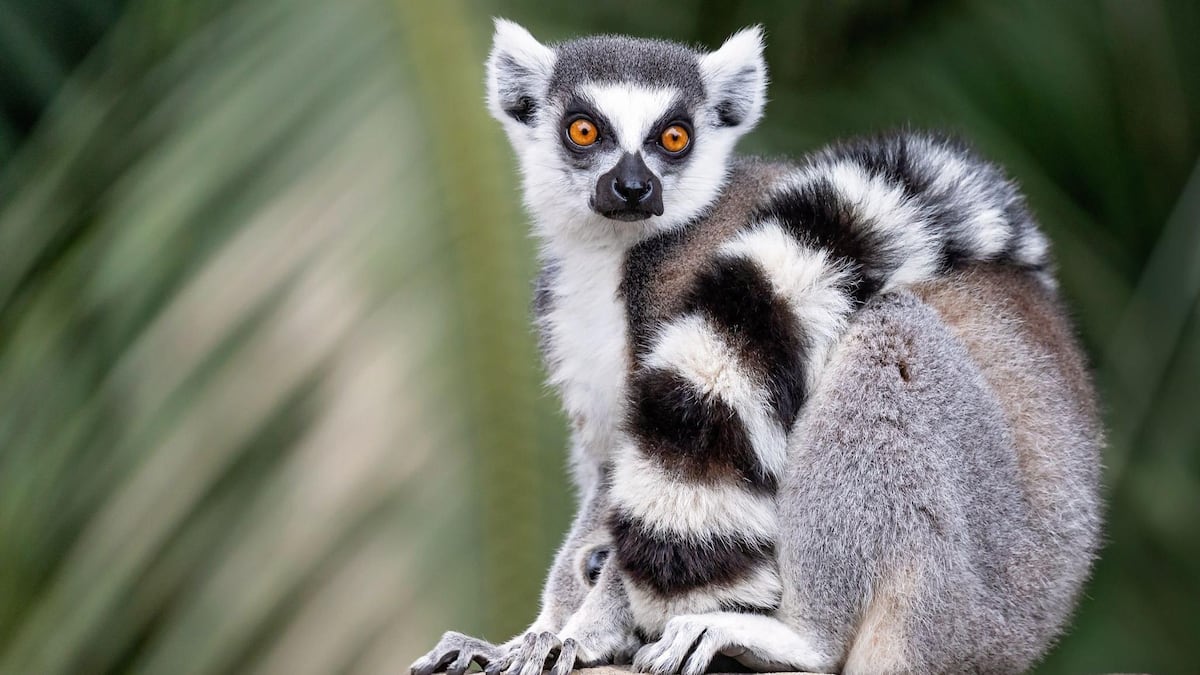 Por qué las cebras, los pandas y otros animales son blancos y negros