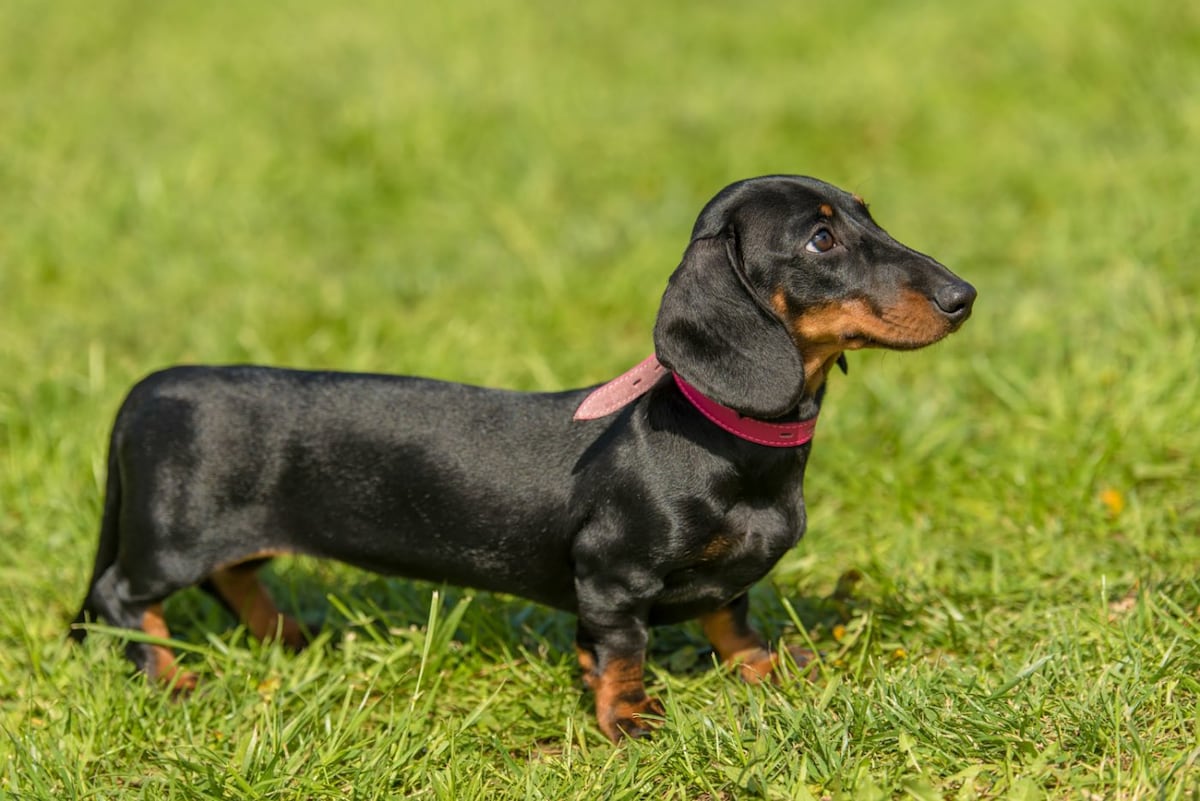 El dachshund, un paticorto de gran altura
