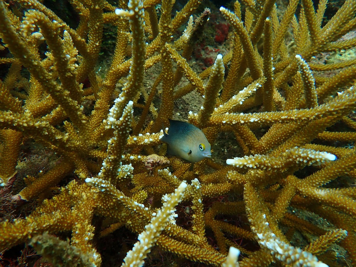 Fósiles expuestos de hace 7 mil años revelan cómo la pesca humana transformó los arrecifes del Caribe