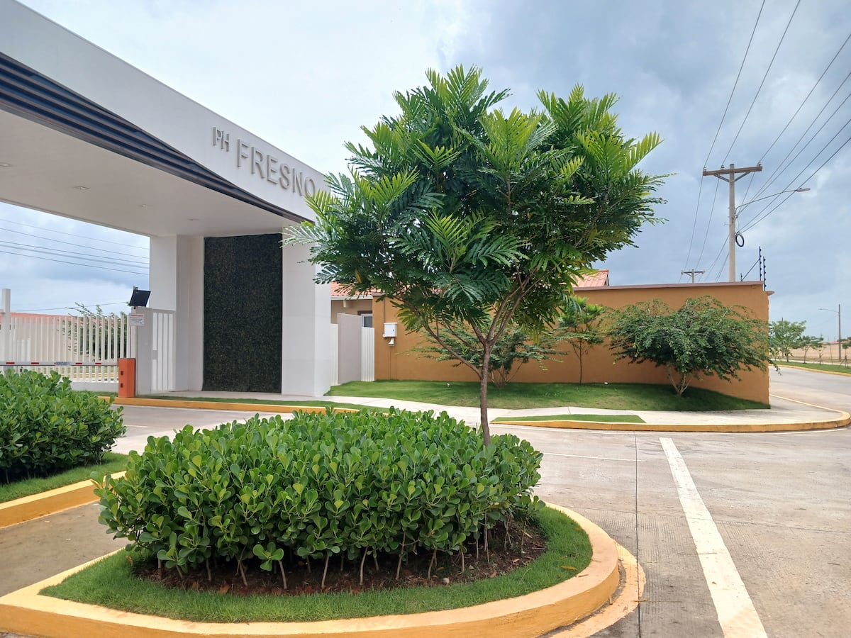 Un árbol frente a la ventana