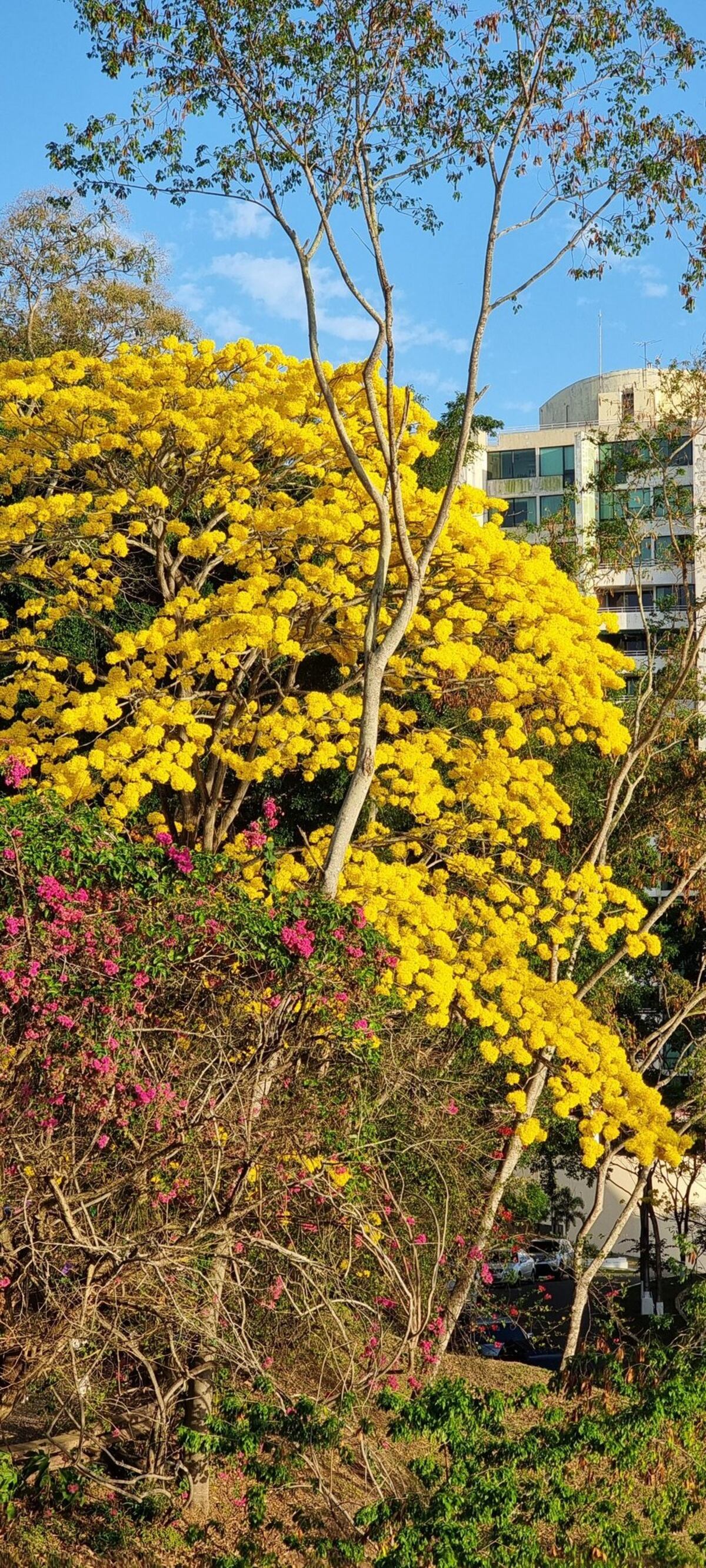 “Ven, vamos a hacer un tour de guayacanes por Panamá”: 13 fotos de los más coloridos del verano