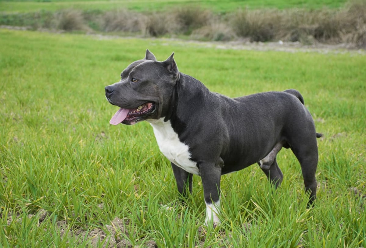 El ‘American Bully’, tan musculoso como tierno