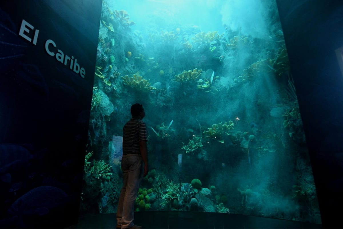 Océanos divididos, el nuevo acuario del Biomuseo