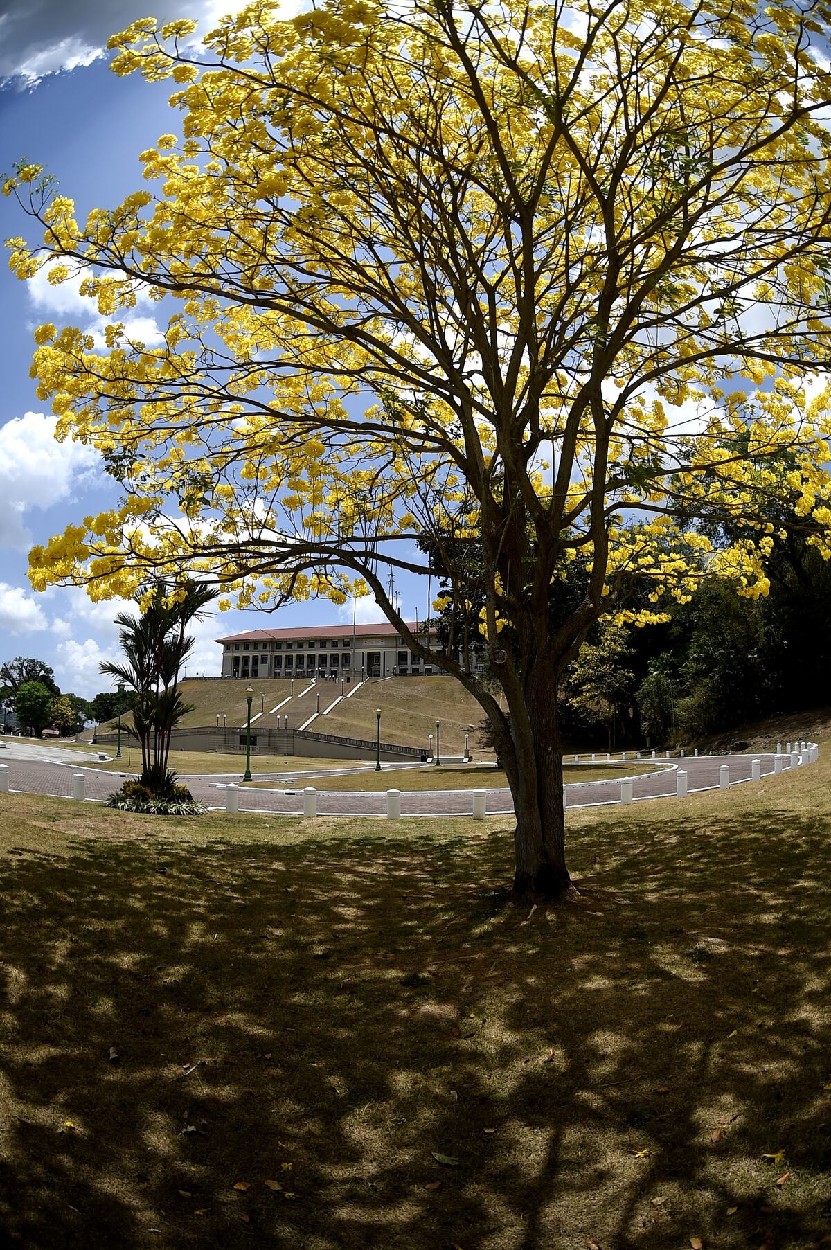 10 fotos de guayacanes en Panamá para poner como fondo de pantalla en tu celular