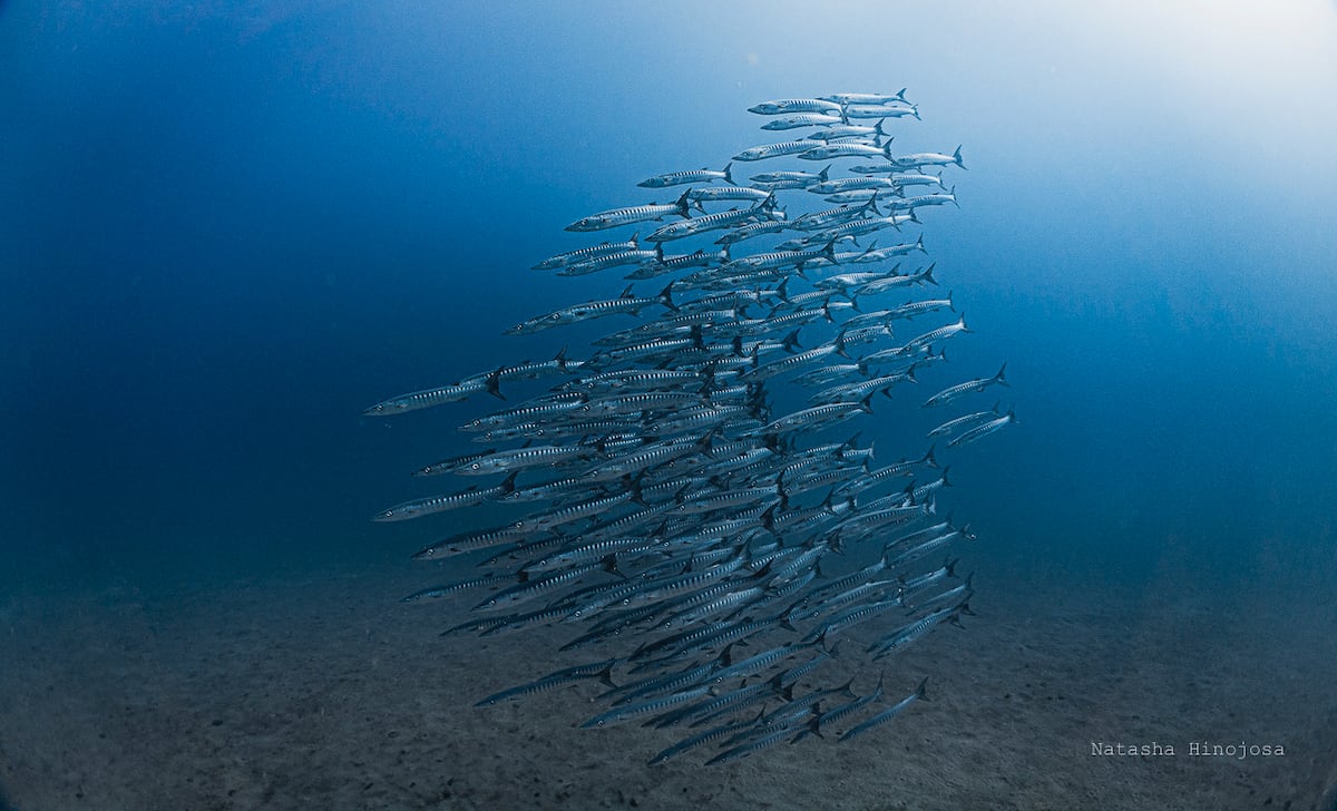Por primera vez en 40 años, las aguas frías y ricas en nutrientes del Golfo de Panamá no surgieron durante la estación seca 