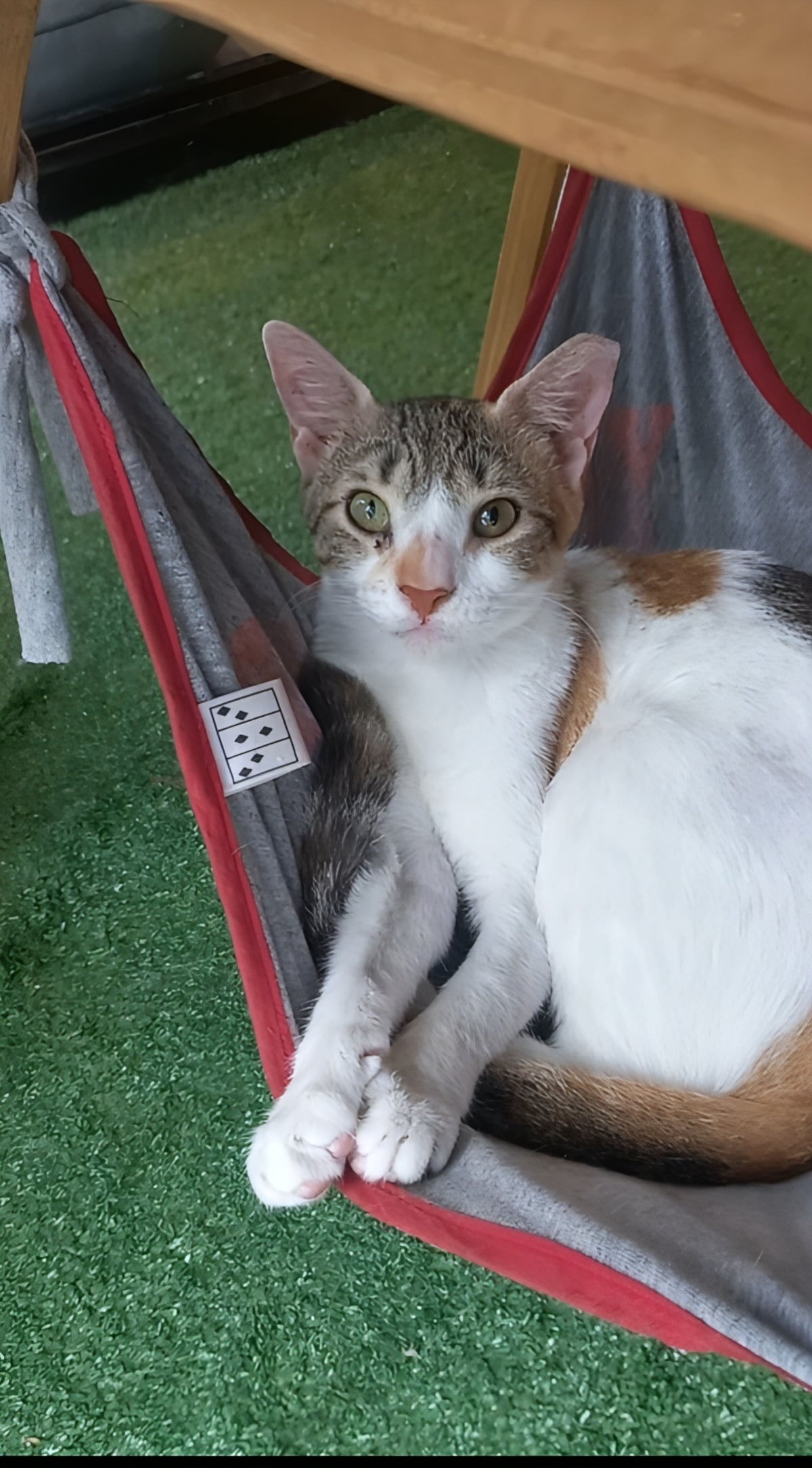 De no querer gatos a salvar más de 100: Laura Ospina y el poder transformador del amor felino