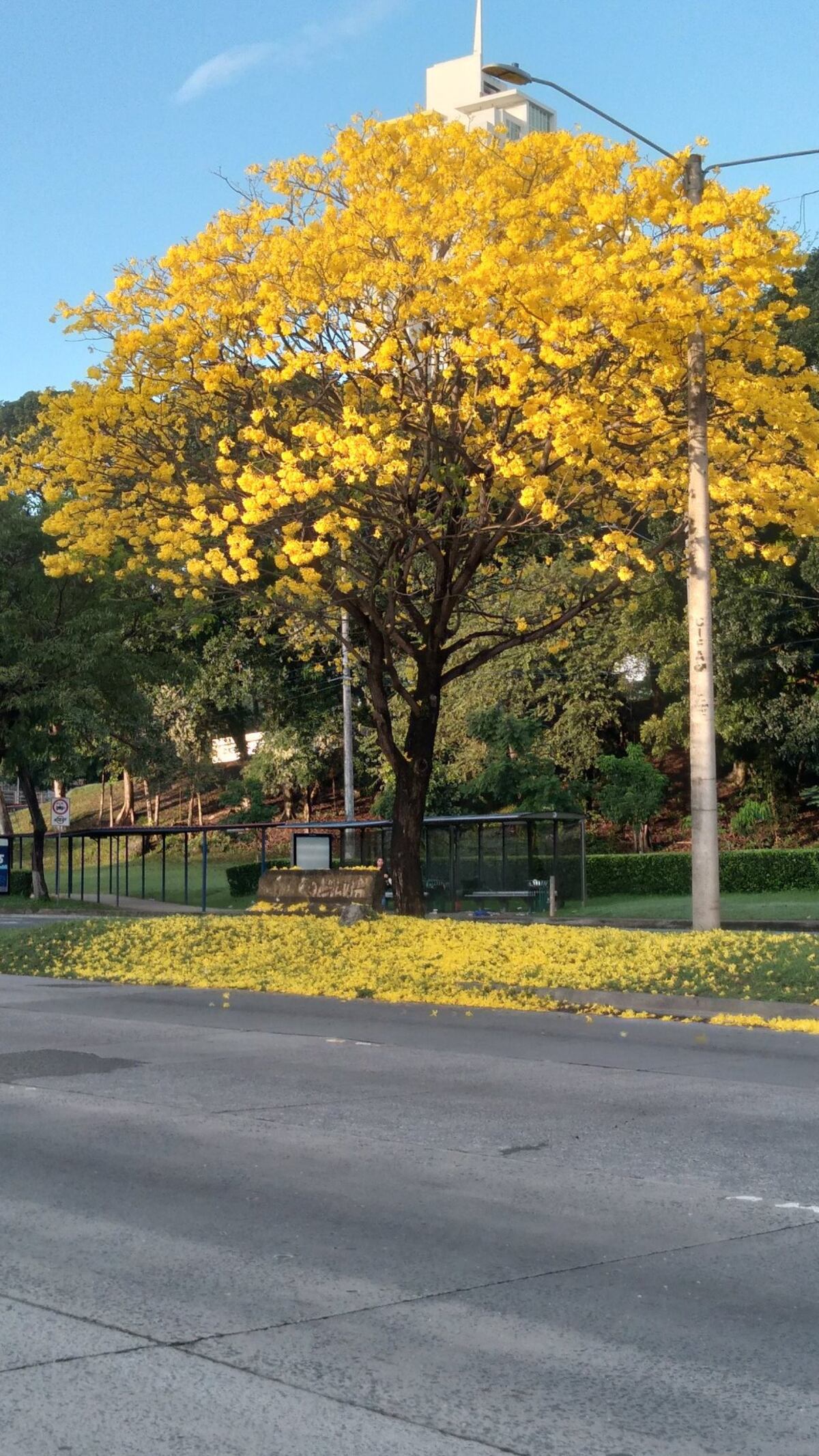 “Ven, vamos a hacer un tour de guayacanes por Panamá”: 13 fotos de los más coloridos del verano