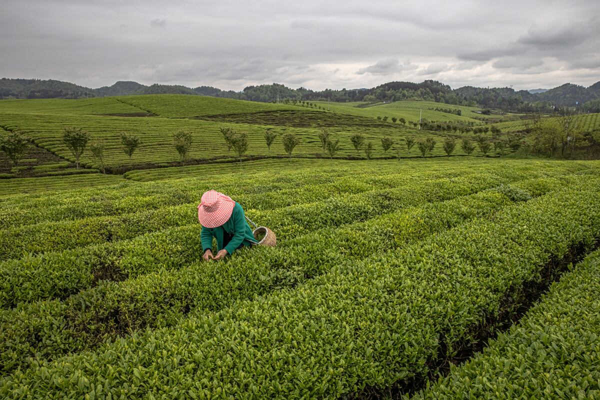 El té en China, una infusión de tradición y modernidad en una sociedad en constante cambio