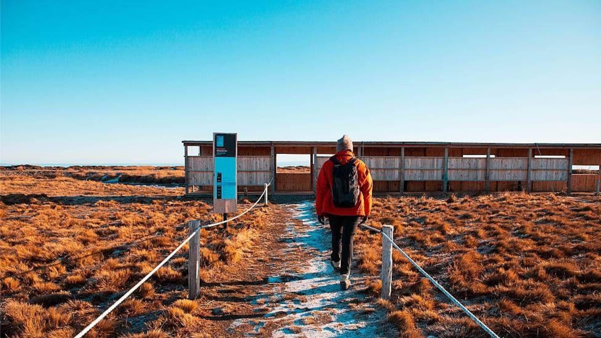 La maestra de preescolar que lo dejó todo y se convirtió en guardiana de 200 pingüinos rey en el sur de Chile