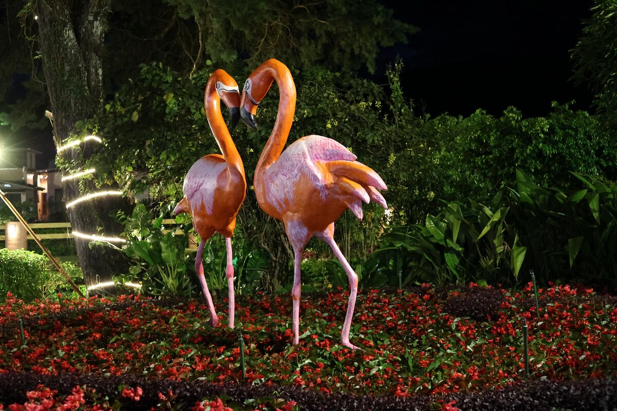 Miles de flores y el café más caro del mundo engalanan Boquete, el poblado en las montañas de Panamá