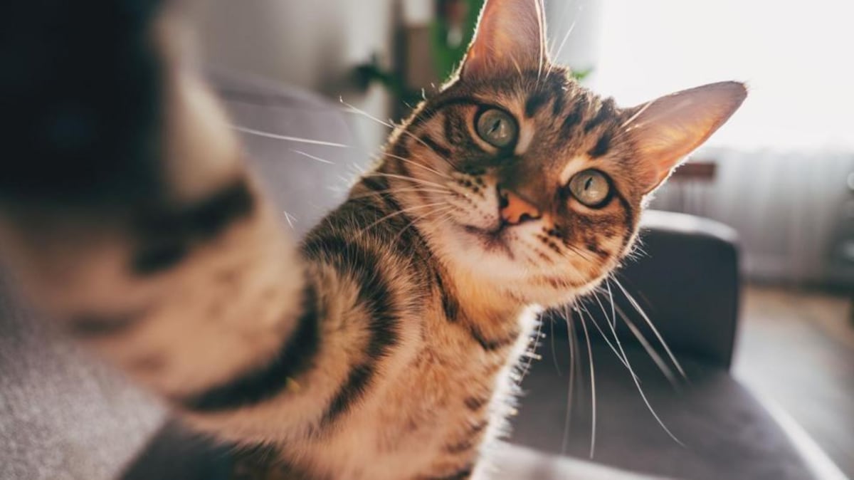 Los gatos se convirtieron en nuestras mascotas mucho más tarde de lo que se pensaba (y todos provienen de la misma especie)