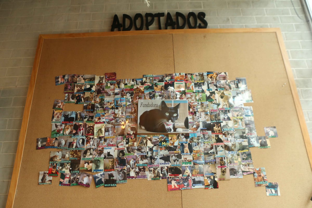 De no querer gatos a salvar más de 100: Laura Ospina y el poder transformador del amor felino