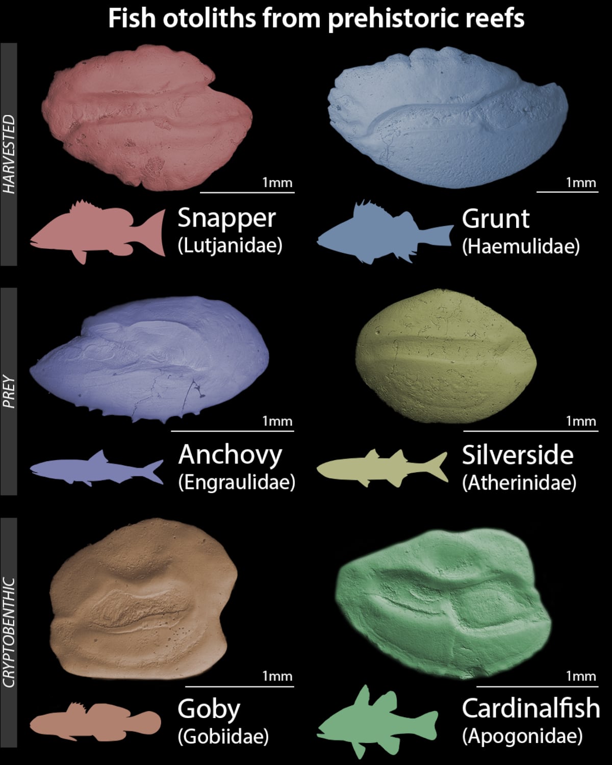 Fósiles expuestos de hace 7 mil años revelan cómo la pesca humana transformó los arrecifes del Caribe