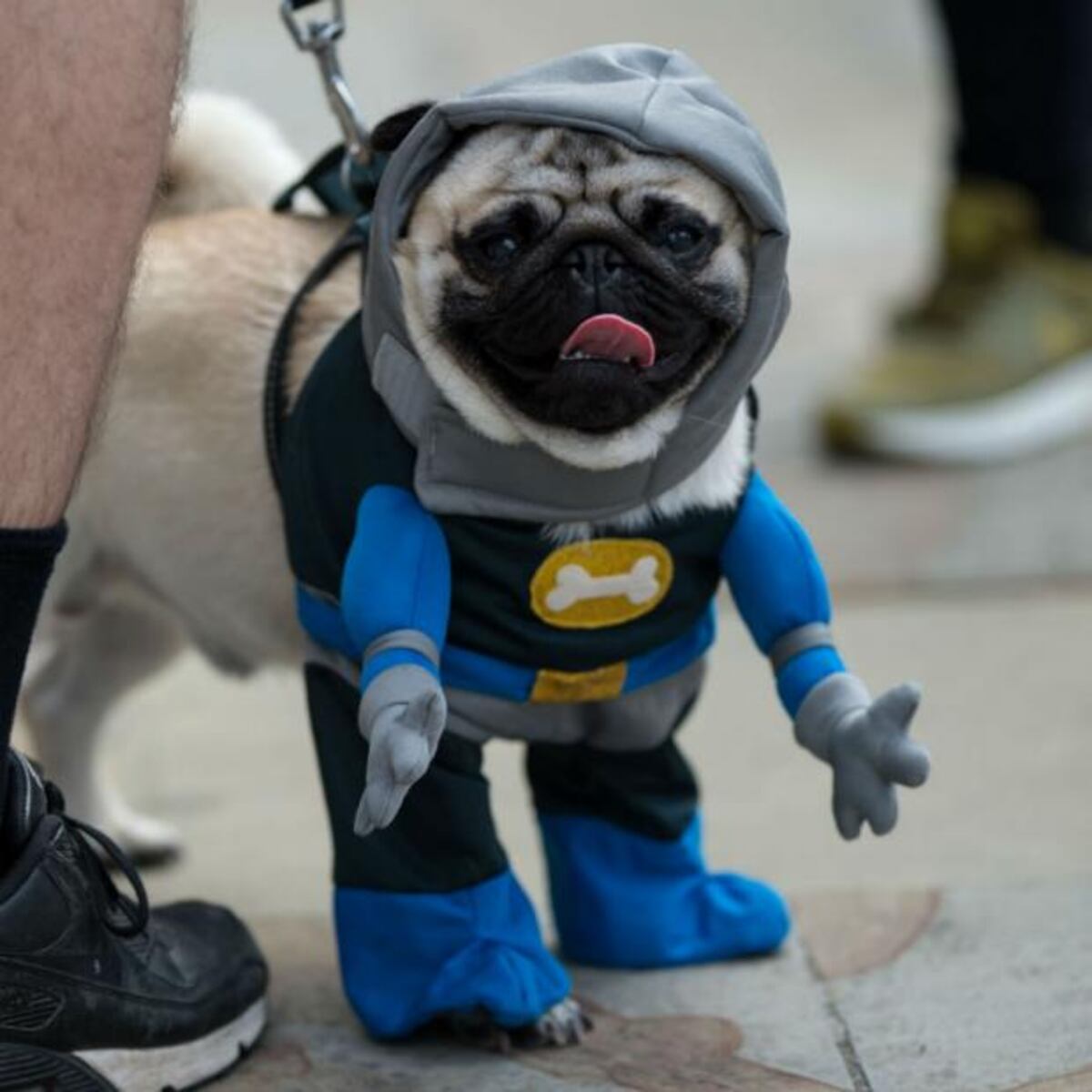 PugFest, la fiesta de los perros pugs en Inglaterra