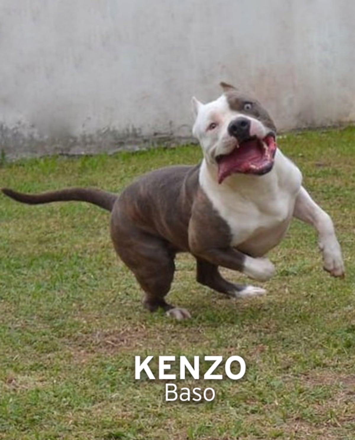 ‘Mis hijos perrunos’, ‘Mis niñas’, ‘Mi perrihija’, el Día Mundial del Perro en Panamá