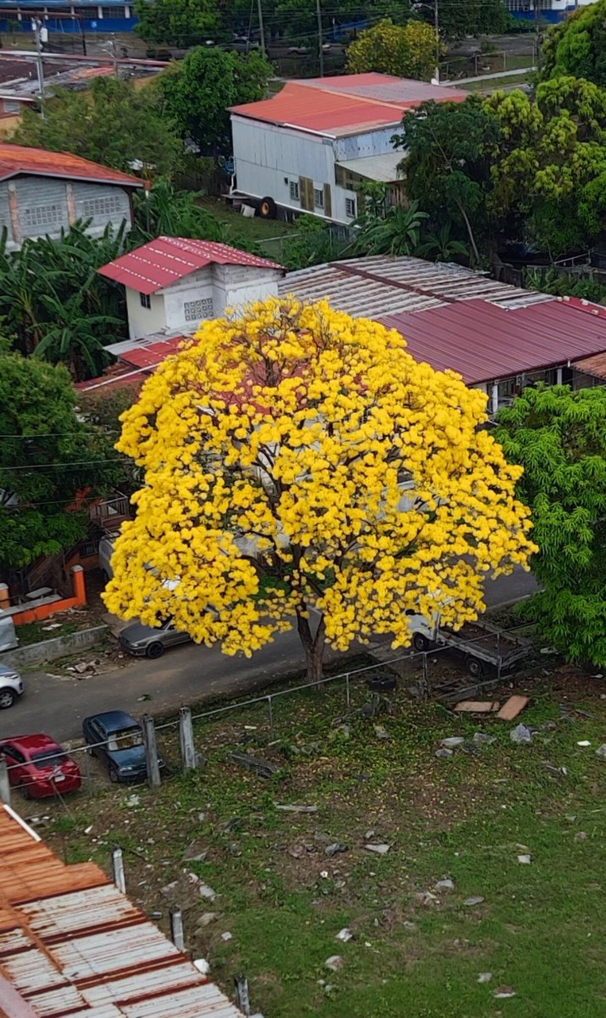 “Ven, vamos a hacer un tour de guayacanes por Panamá”: 13 fotos de los más coloridos del verano
