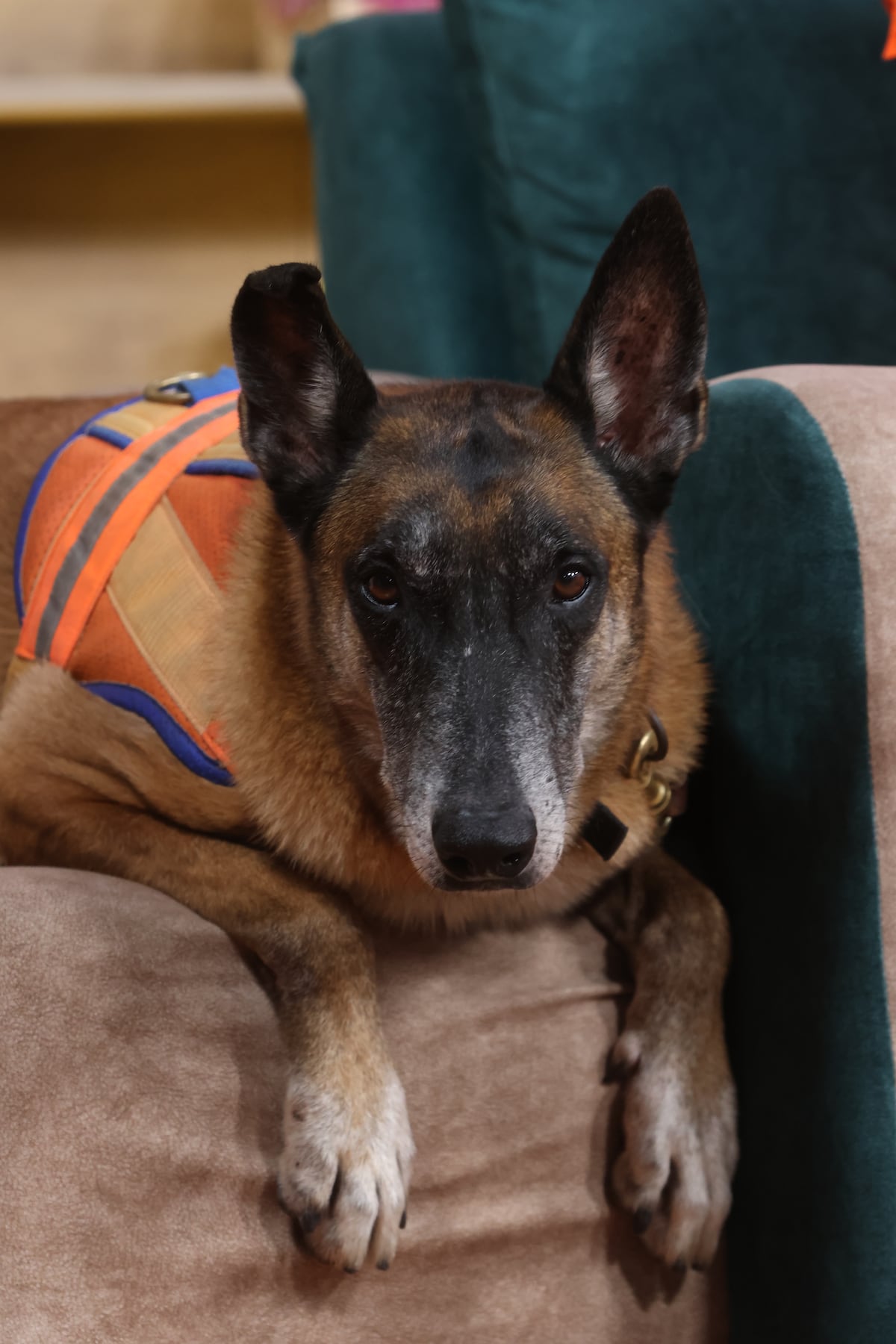 Entre ladridos y esperanza: la historia de los perros panameños que viajaron a Venezuela para buscar sobrevivientes