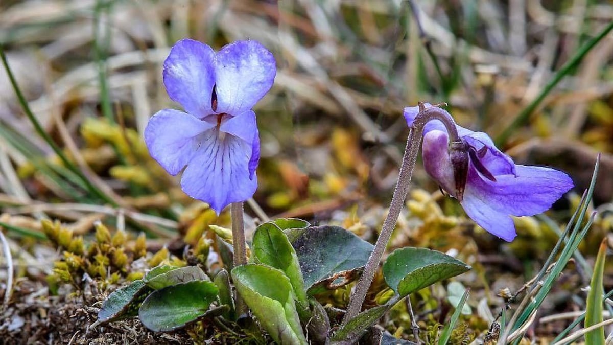 Margaret Bradshaw, la botánica de 100 años que lucha por salvar una flora única