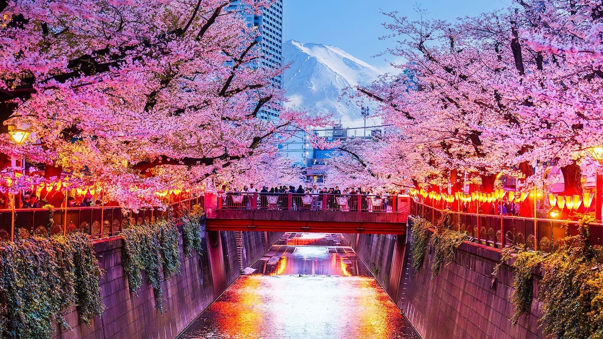 Cancelan un famoso festival de los cerezos de Japón ante el mal comportamiento de los turistas