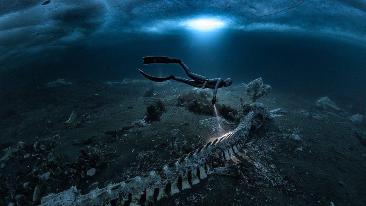 Las imágenes de los cementerios de ballenas que transforman las profundidades del mar