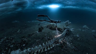 Las imágenes de los cementerios de ballenas que transforman las profundidades del mar