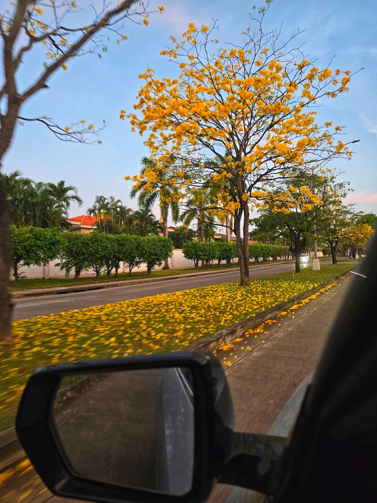“Ven, vamos a hacer un tour de guayacanes por Panamá”: 13 fotos de los más coloridos del verano