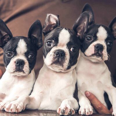 Cuidado con la venta de cachorros